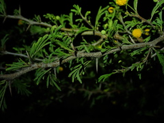 Vachellia tortuosa