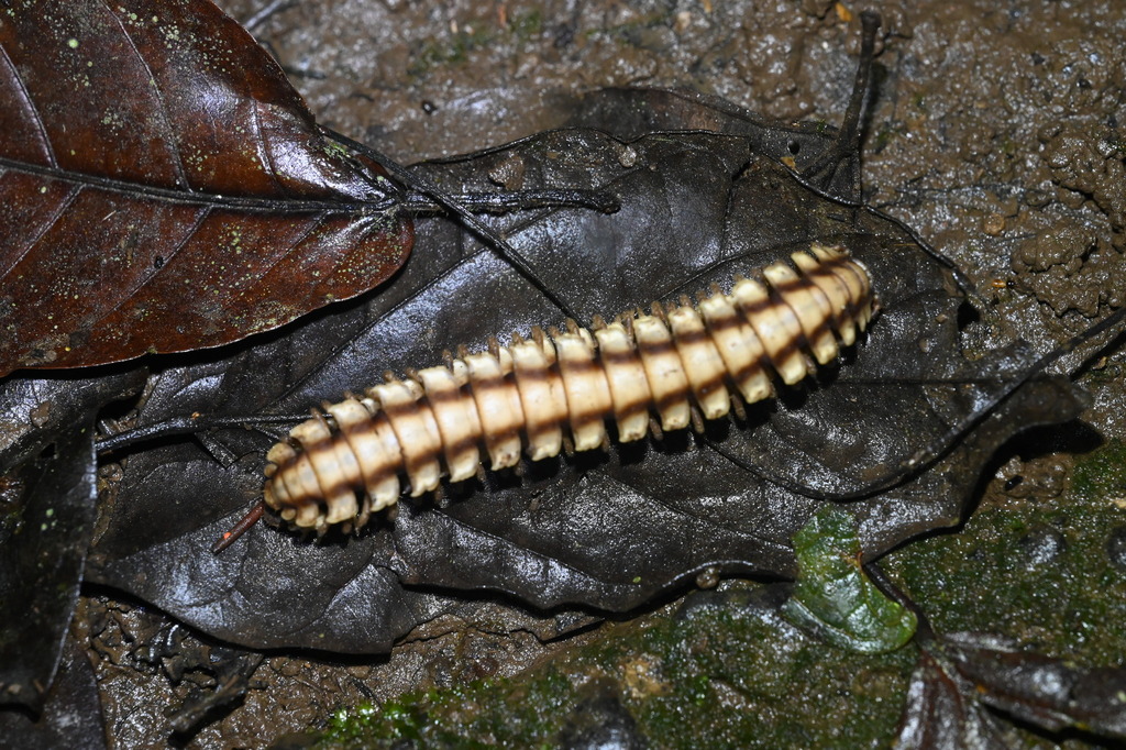 Python Millipede from 哥斯达黎加埃雷迪亚萨拉皮基 on January 27, 2026 at 07:01 PM by ...