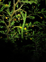 Vachellia tortuosa