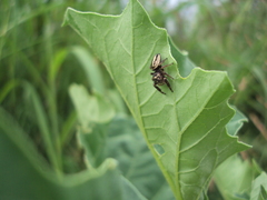 Dendryphantes mordax