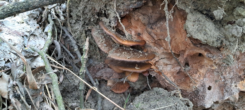Pleurotus ostreatus · February 2026 · photo: © liviu_c (iNaturalist, cc0)