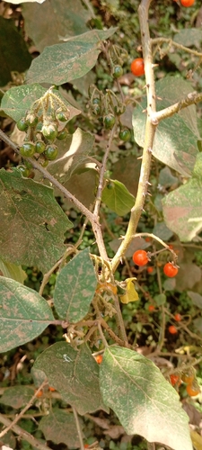 Forest Bitterberry
