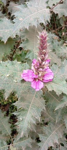 Prickly Bear's Breeches