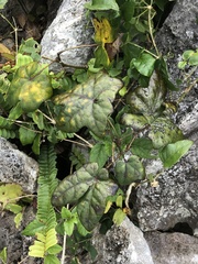 Hedera rhombea