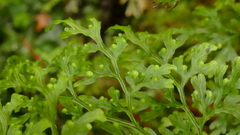 Hymenophyllum pulcherrimum image