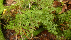 Hymenophyllum pulcherrimum image
