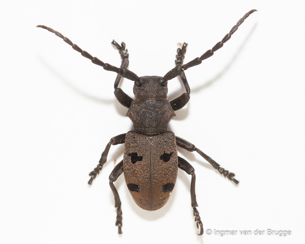 Herophila tristis