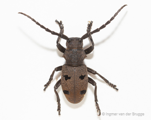 Herophila tristis (Linnaeus, 1767)