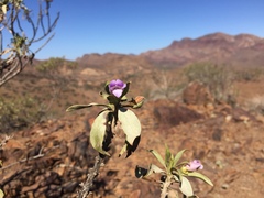 Eremophila freelingii
