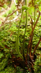 Hymenophyllum pulcherrimum image