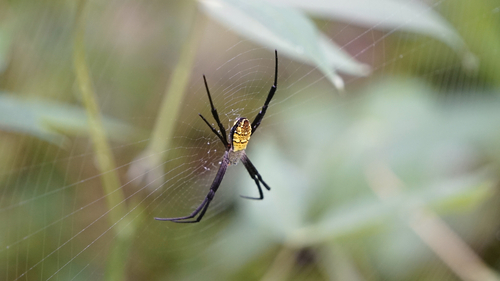 Argiope picta