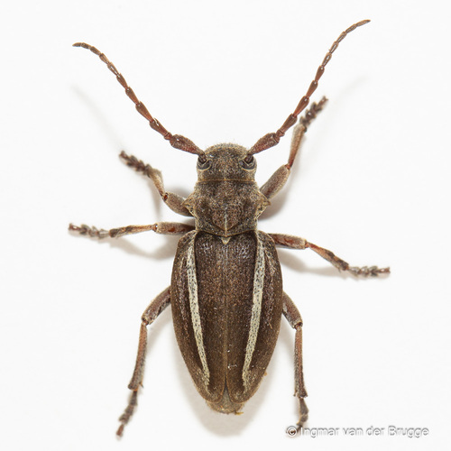 Neodorcadion bilineatum (Germar, 1824)