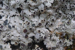Physcia phaea