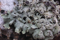 Physcia phaea