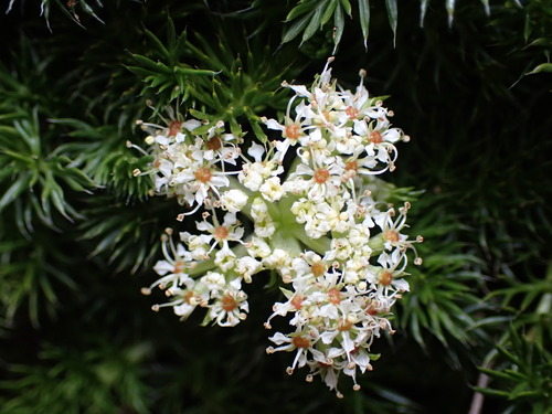 Anisotome procumbens, photograph 3