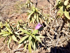 Eremophila freelingii