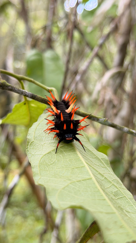 Ornithoptera croesus