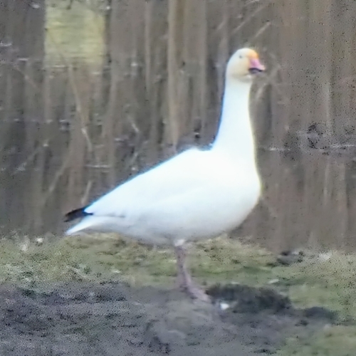 Ánsar nival (Anser caerulescens)
