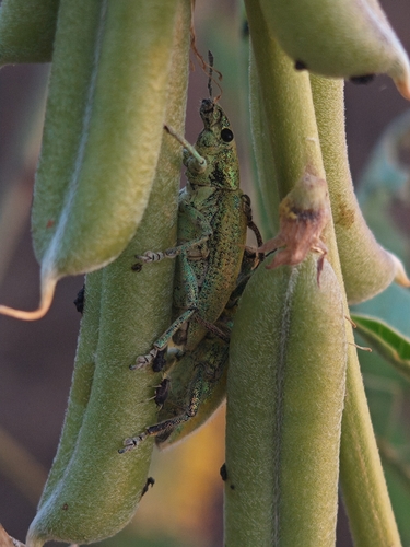 Gold-dust Weevil