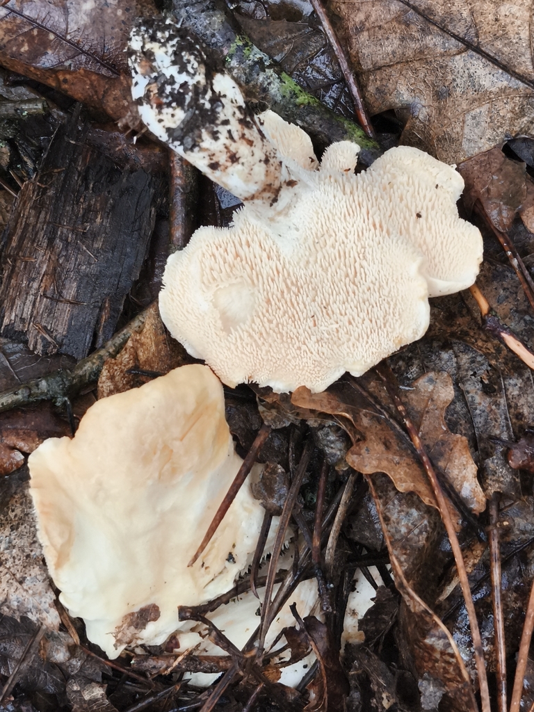Hydnum repandum · February 2026 · photo: © jose_castro (iNaturalist, CC)