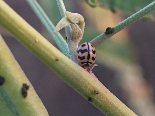 Six-spotted Zigzag Ladybird