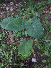 Xanthosoma violaceum