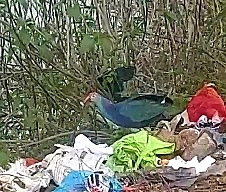 Gray-headed Swamphen