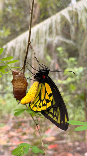 Ornithoptera croesus