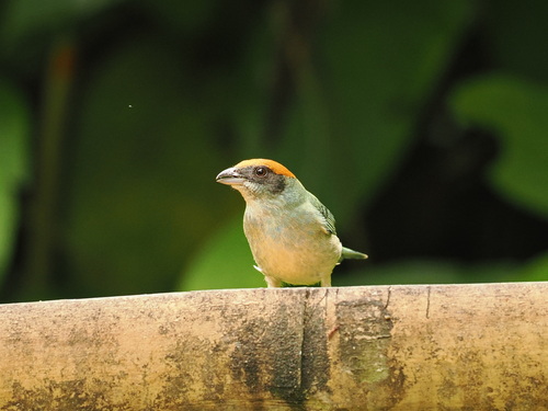 Scrub Tanager (Stilpnia vitriolina)