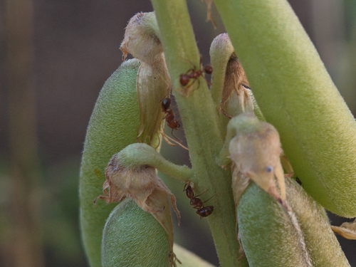 Tropical Fire Ant