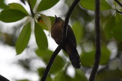 Cacomantis variolosus sepulcralis
