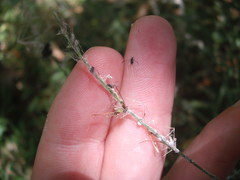 Pseudoregma panicola