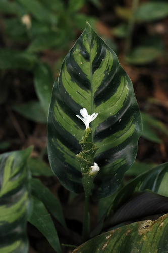 Goeppertia lietzei