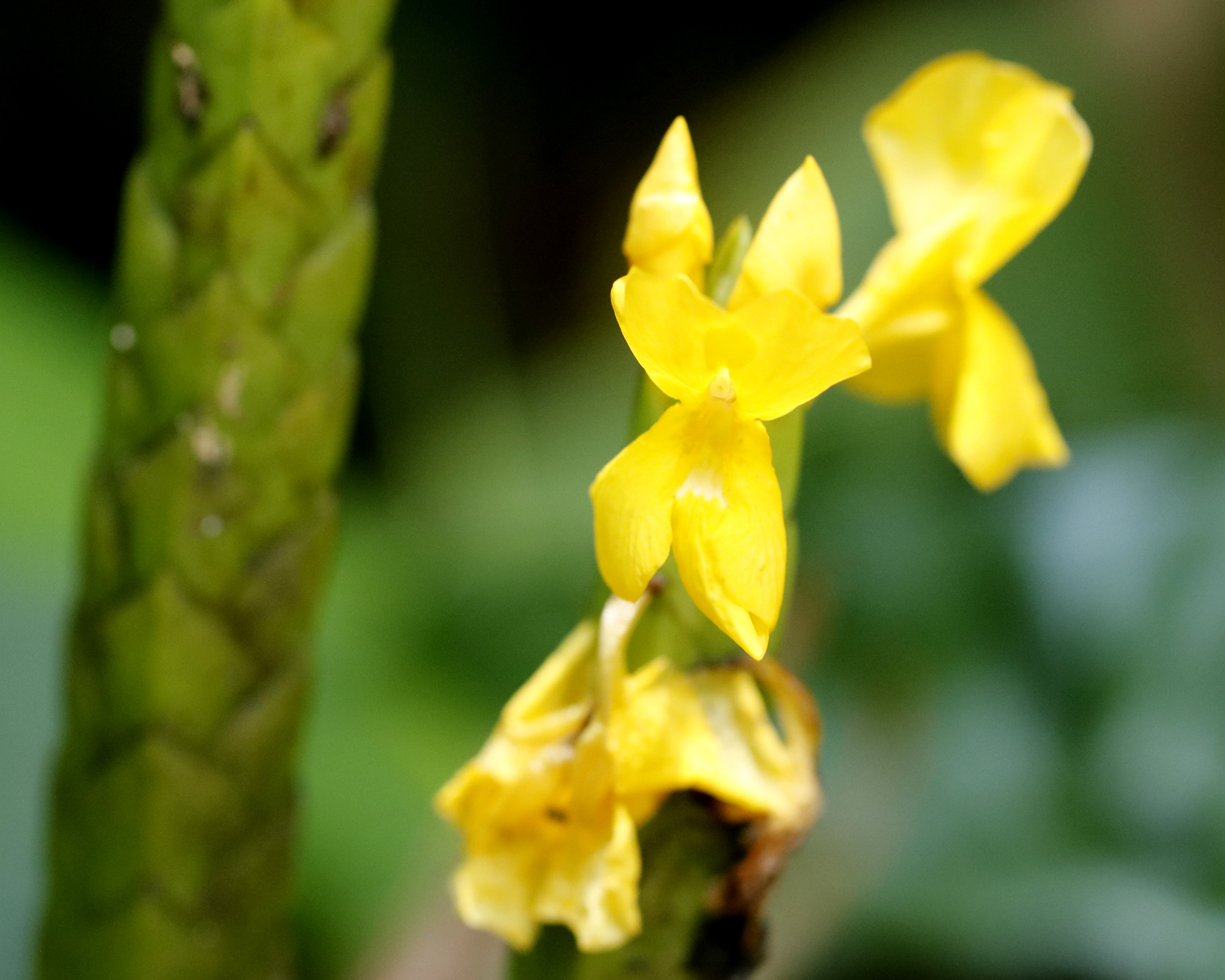 Aphelandra prismatica (Vell.) Hiern 3