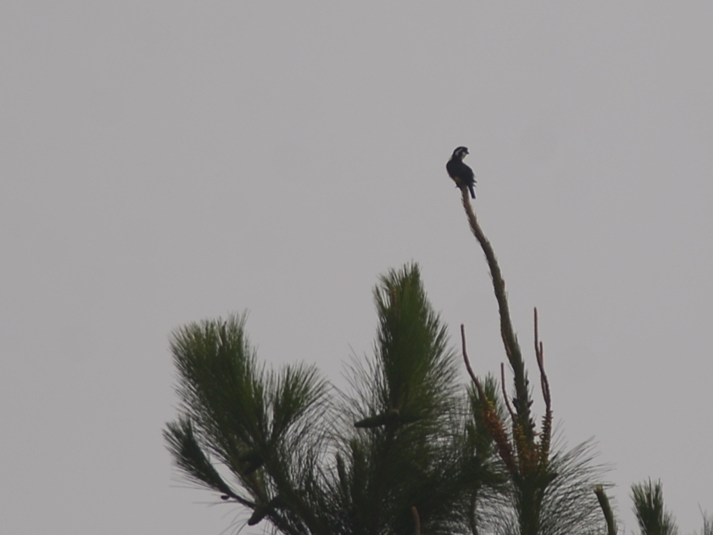 Black-thighed Falconet (Microhierax fringillarius)