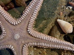 Astropecten armatus