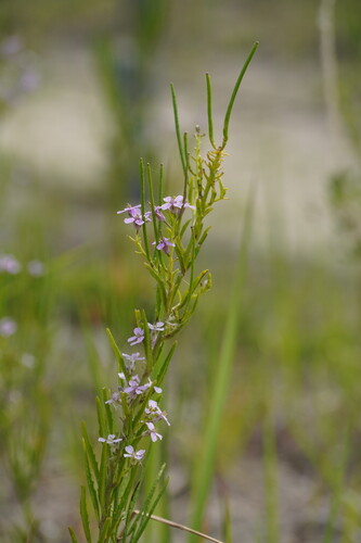 Dontostemon dentatus iNat (3)