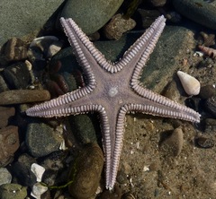 Astropecten armatus