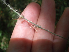 Pseudoregma panicola