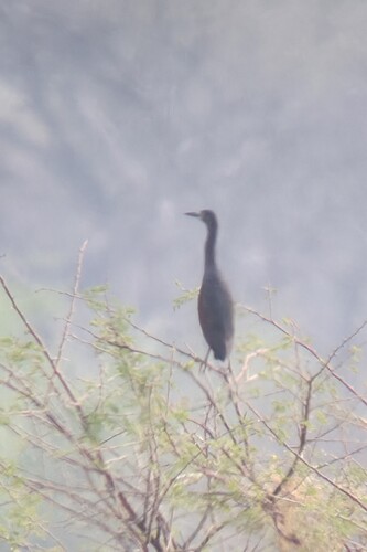 iNaturalist image