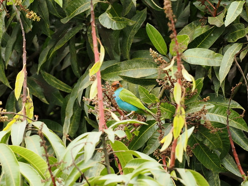 Bay-headed Tanager (Tangara gyrola), photo 6