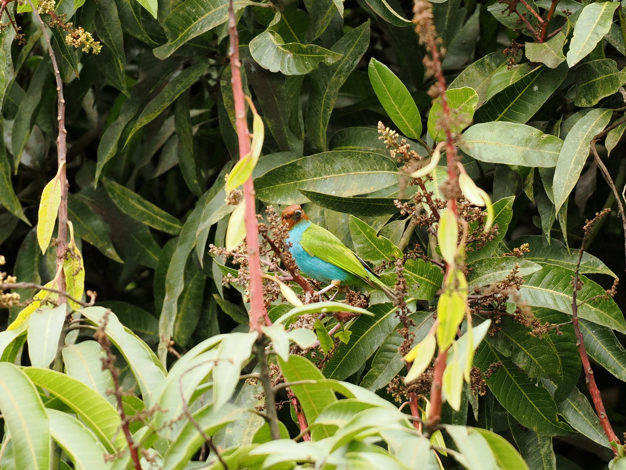 Bay-headed Tanager (Tangara gyrola), photo 6