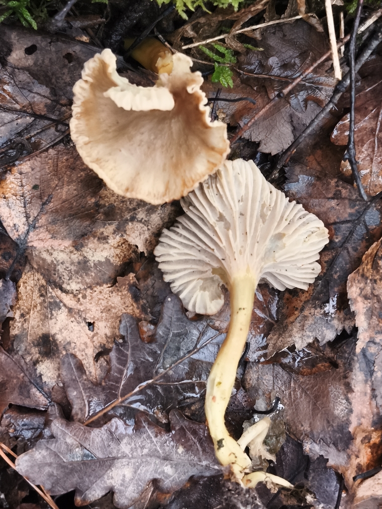Craterellus tubaeformis · February 2026 · photo: © jose_castro (iNaturalist, CC)
