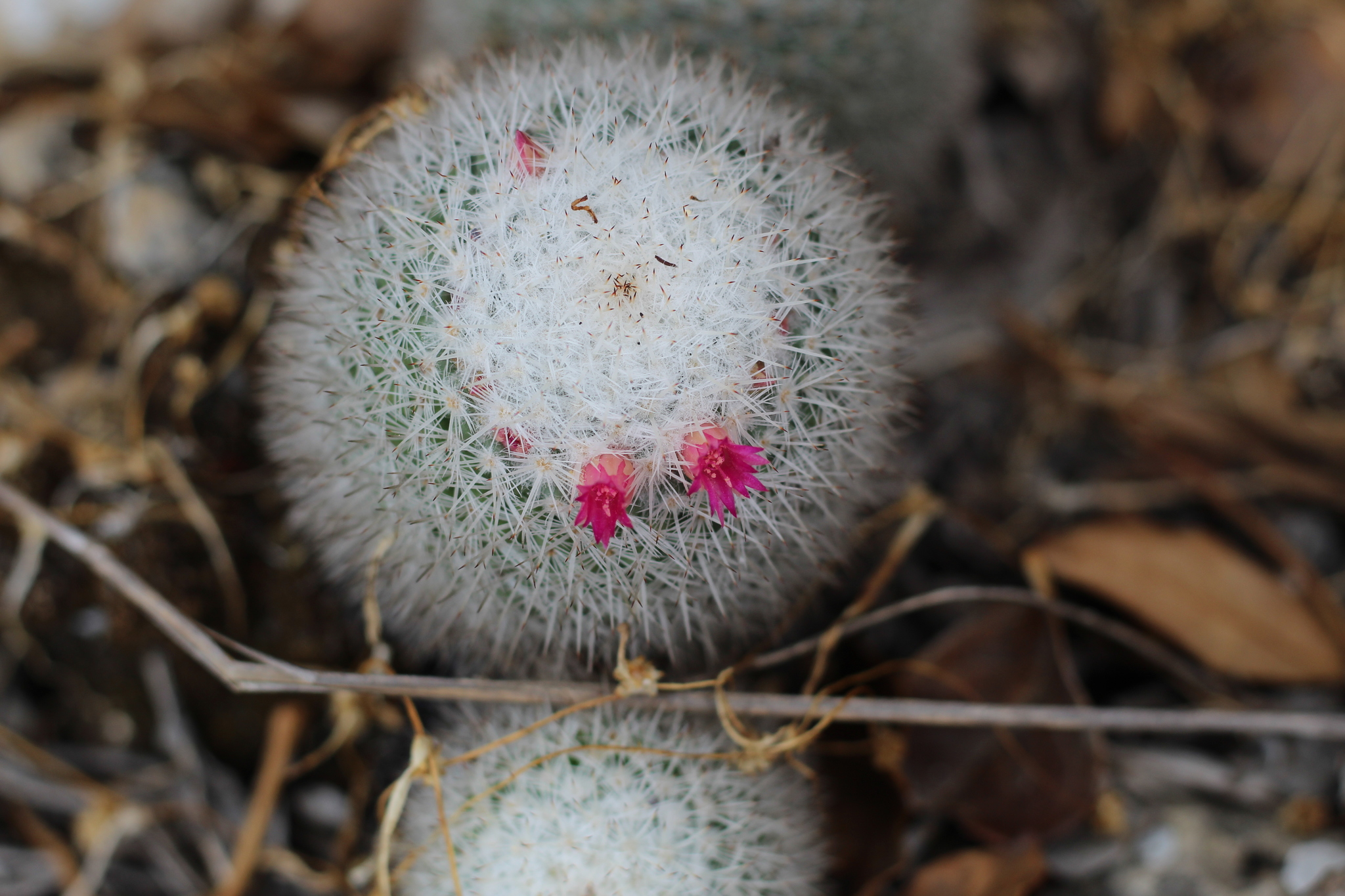 Mammillaria albilanata ssp. tegelbergiana