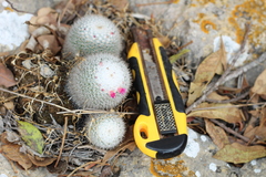 Mammillaria albilanata tegelbergiana