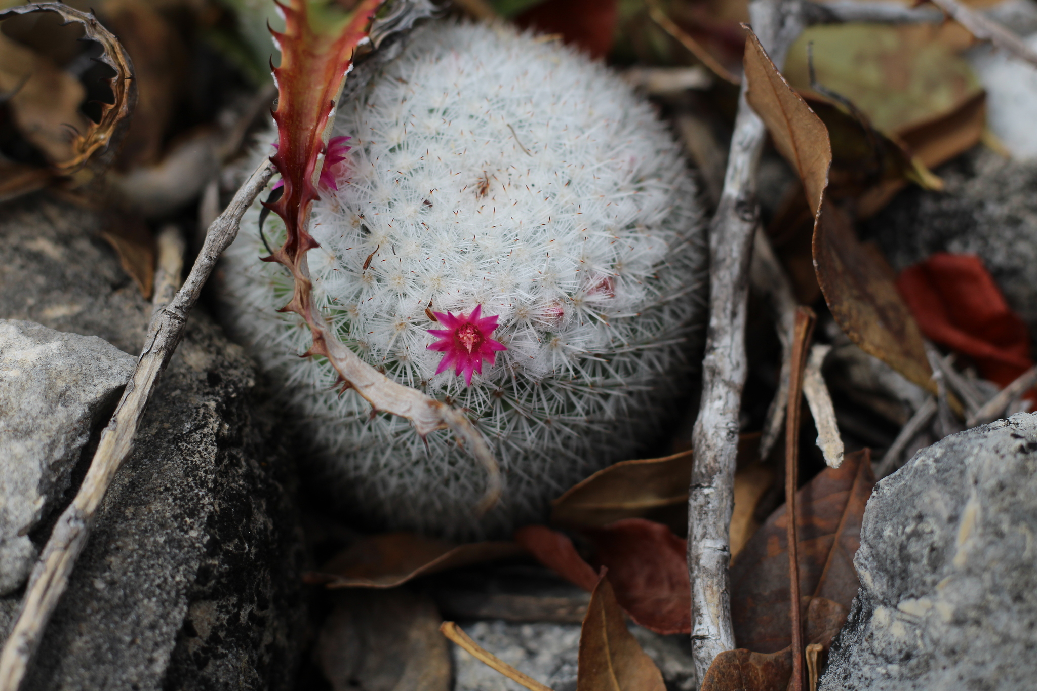 Mammillaria halbingeri
