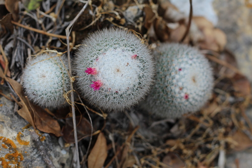 Mammillaria albilanata