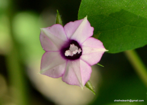 Ipomoea triloba