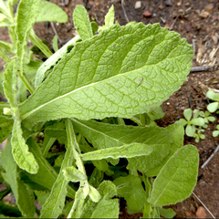 Pterocaulon redolens