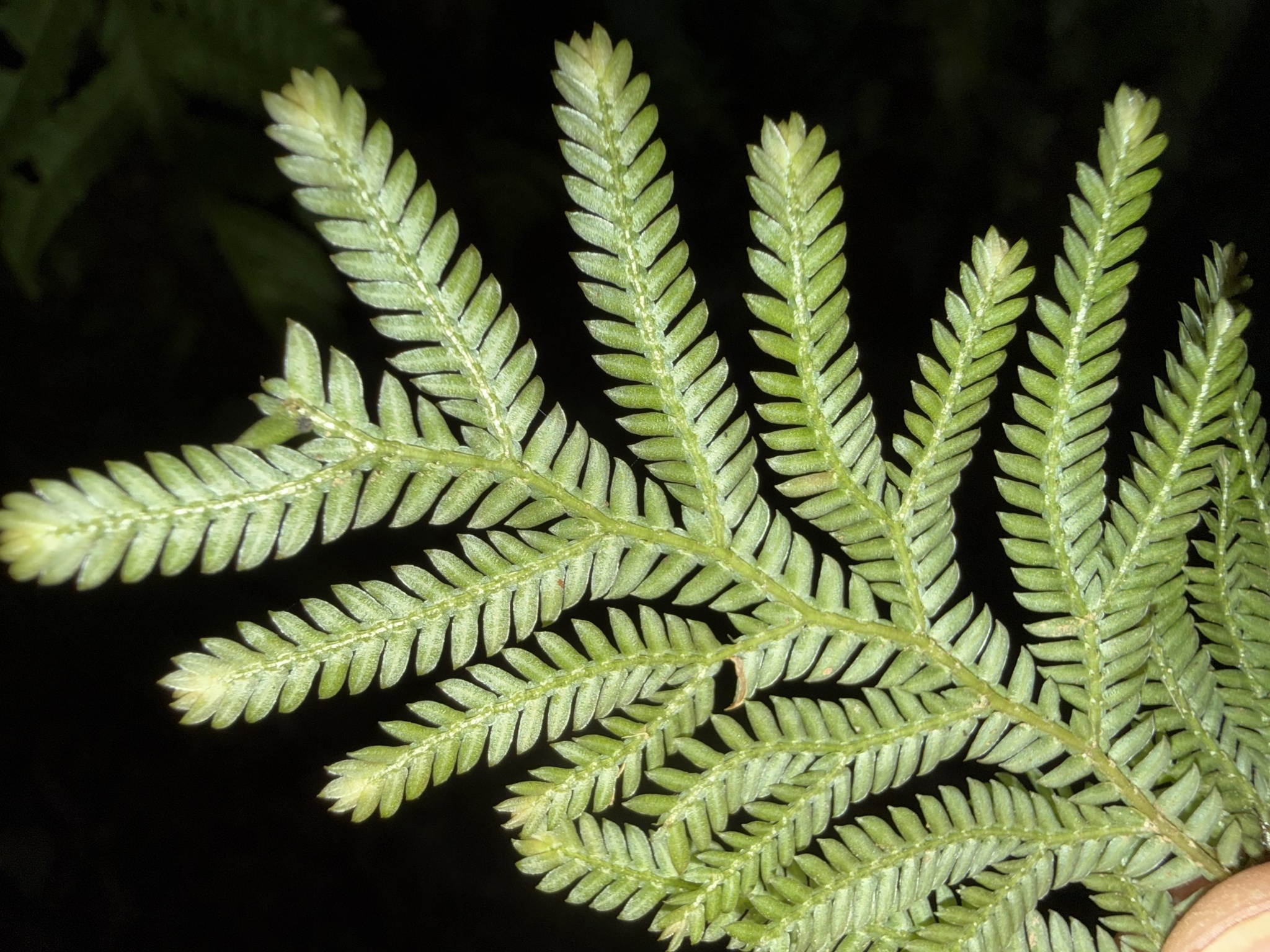 Selaginella delicatula (Selaginella delicatula)
